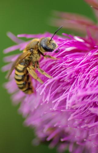 Réf. 232 164 : Halictus scabiosae